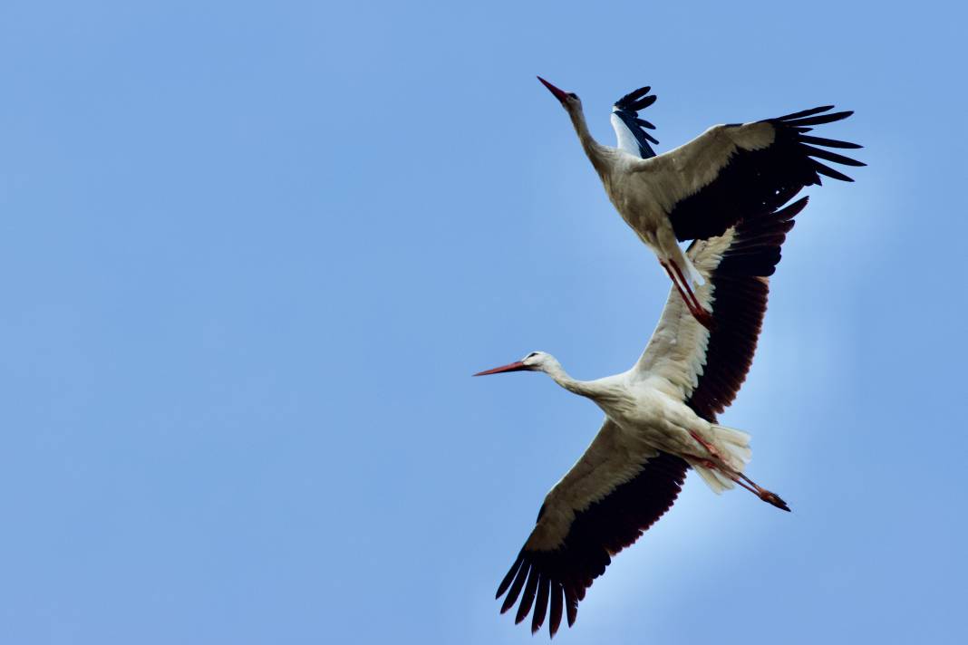 Türkiye’de leylek mevsimi! Konya hep güzergâhlarında 8